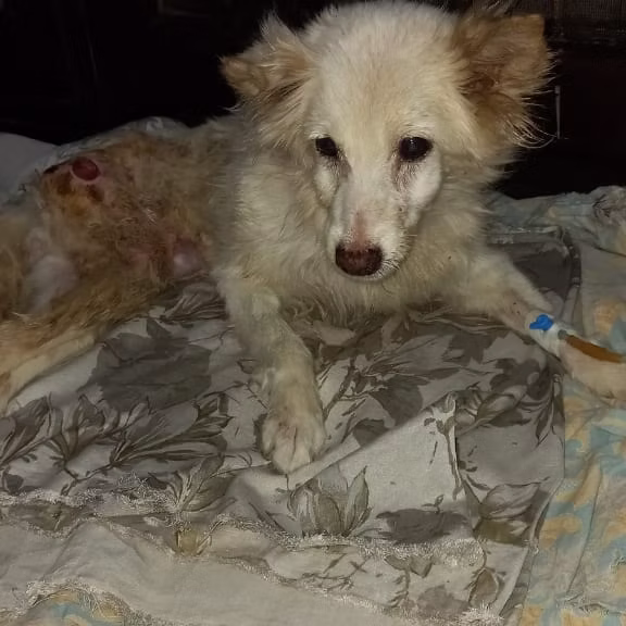 Animal Rescue